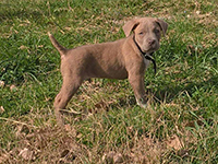 cucciolo cane corso marrone chiaro